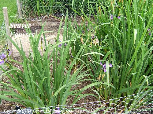 26 Seuver Fourses (2)